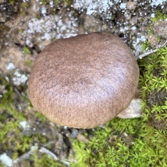 Suillus bellinii