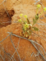 Lyperia