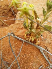 Lyperia