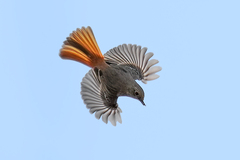 Phoenicurus erythronotus