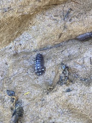 Armadillidium corcyraeum