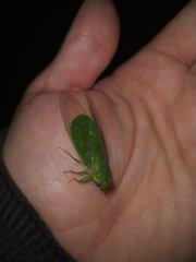 Chlorocysta vitripennis