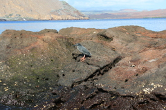 Butorides striata sundevalli