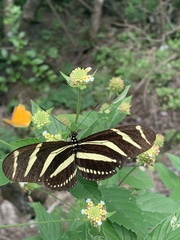 Heliconius charithonia vazquezae