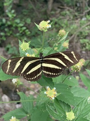 Heliconius charithonia vazquezae