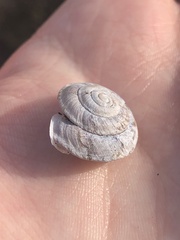 Helicigona lapicida