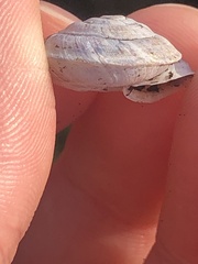 Helicigona lapicida