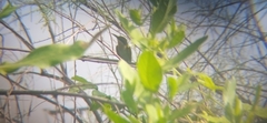 Merops philippinus