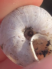 Helicigona lapicida