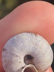 Helicigona lapicida