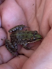 Pelophylax kurtmuelleri