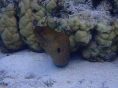 Gymnothorax javanicus