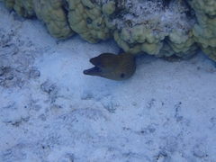 Gymnothorax javanicus