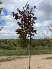 Liquidambar