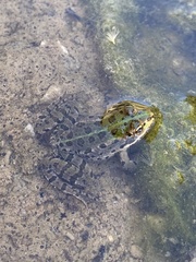 Pelophylax kurtmuelleri