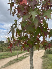 Liquidambar
