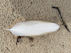 Sepia mestus