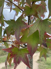 Liquidambar