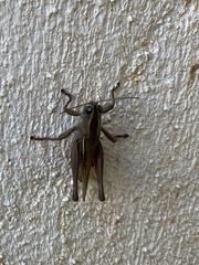 Eyprepocnemis plorans