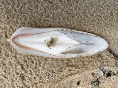 Sepia mestus