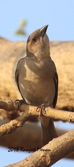 Gymnoris xanthocollis