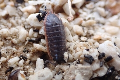 Porcellio achilleionensis