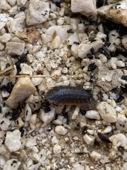 Porcellio achilleionensis