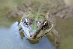 Pelophylax kurtmuelleri
