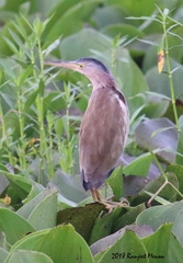 Ixobrychus sinensis