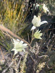 Actinotus helianthi