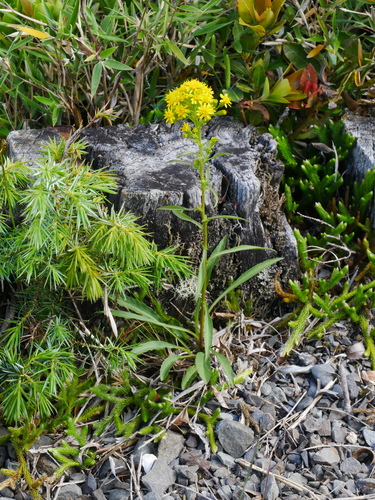 Solidago decurrens (Solidago decurrens)