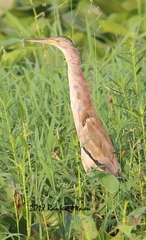 Ixobrychus sinensis