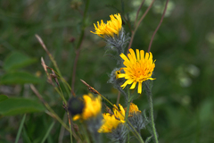 Hieracium villosum
