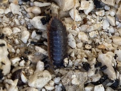 Porcellio achilleionensis