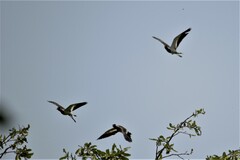 Vanellus indicus