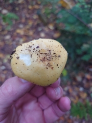 Amanita junquillea
