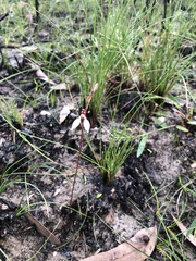 Eriochilus cucullatus