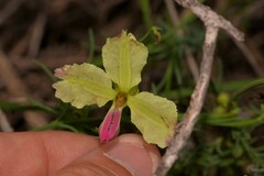 Lechenaultia linarioides