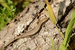 Oligosoma kokowai