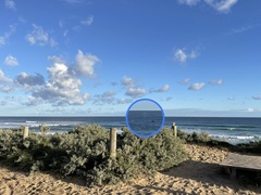 Megaptera novaeangliae