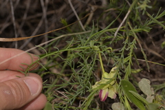 Lechenaultia linarioides