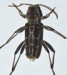 Xylotrechus stebbingi