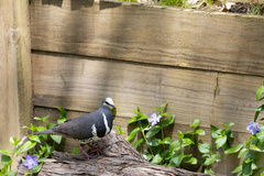 Leucosarcia melanoleuca