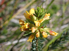 Pultenaea weindorferi