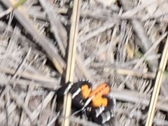 Hecatesia fenestrata