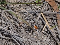 Hecatesia fenestrata