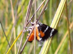 Hecatesia fenestrata
