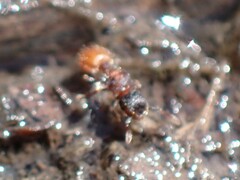 Meranoplus