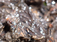 Meranoplus
