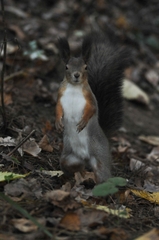 Sciurus vulgaris